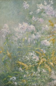 Engblomster (guldstang og vild aster)